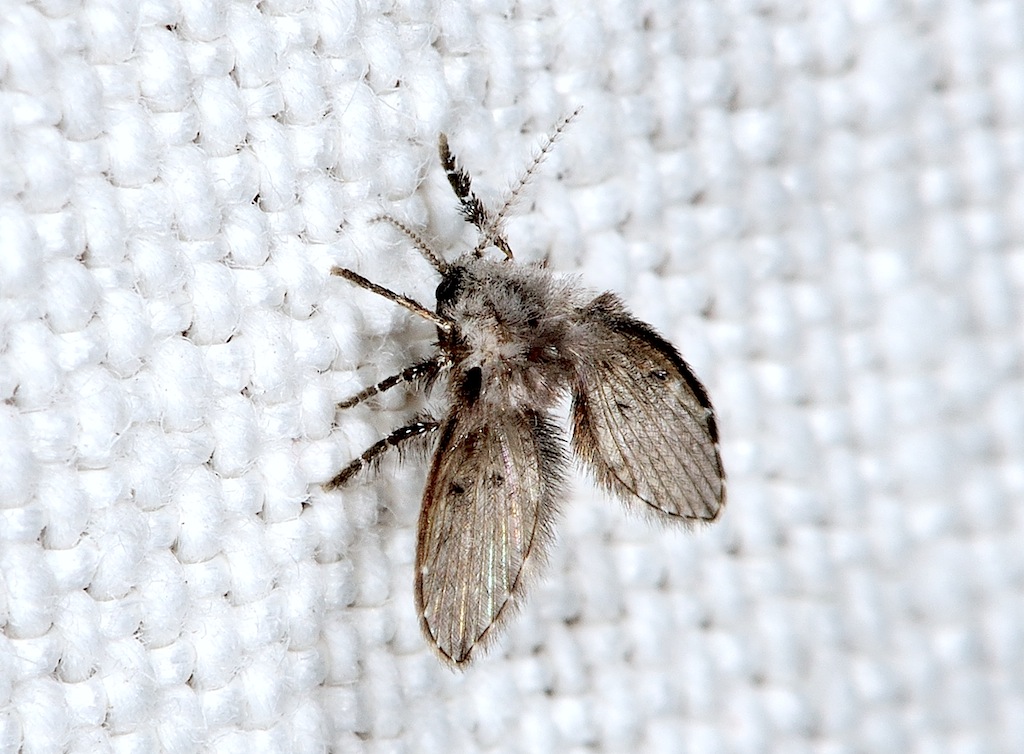 Psychoda alternata ?